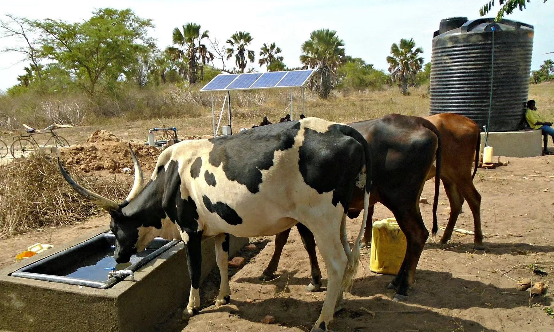Livestock drinking water