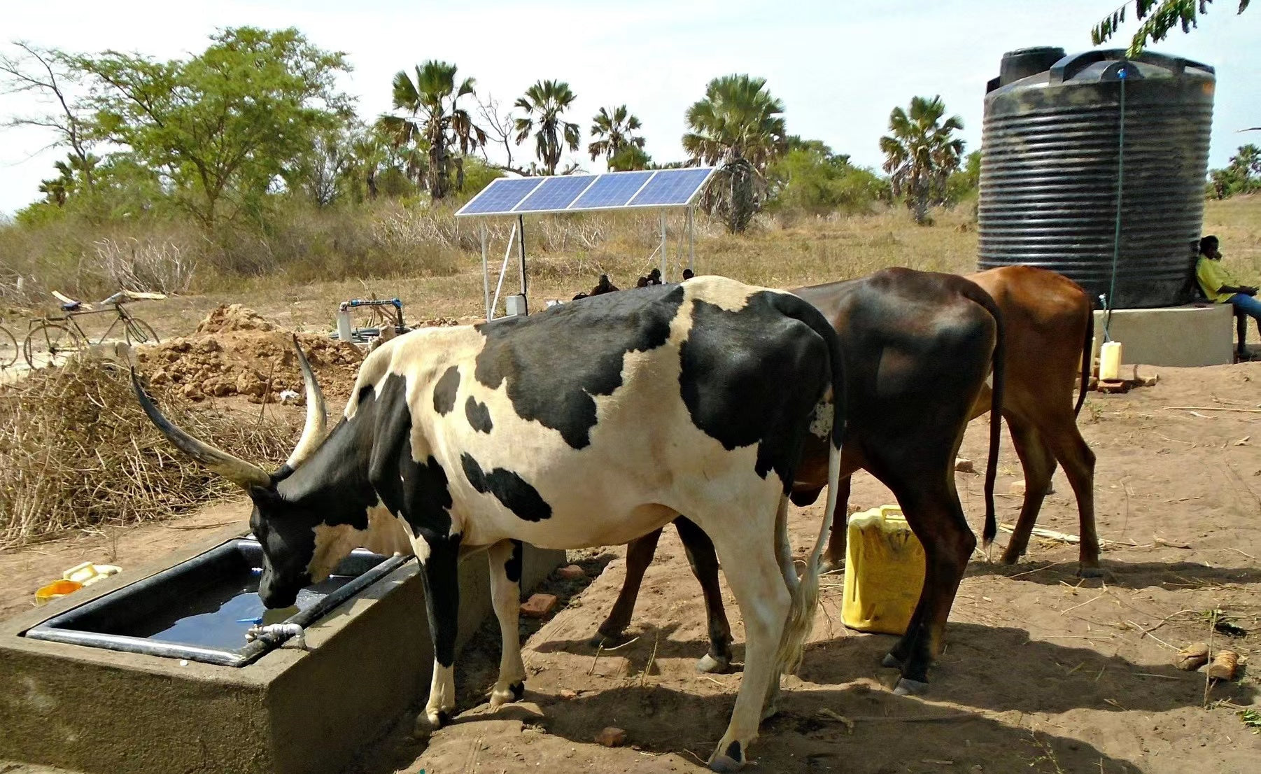 Livestock drinking water