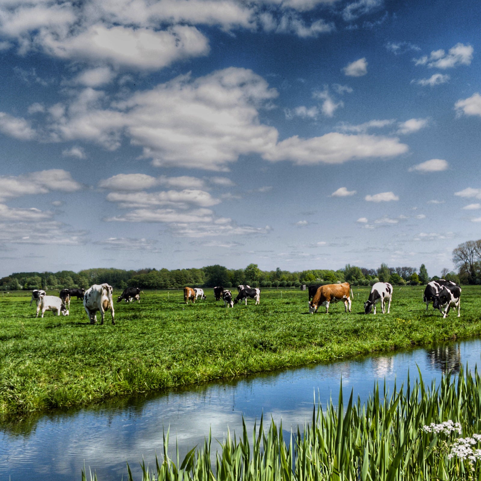 Animal_Husbandry_4cf1c69f-2dad-4ab3-86c2-9015be3f3ef5.jpg