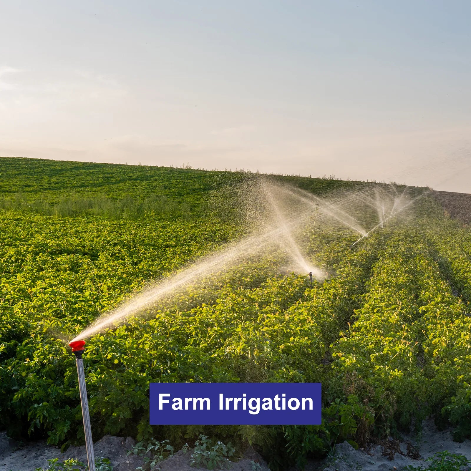 irrigation.webp